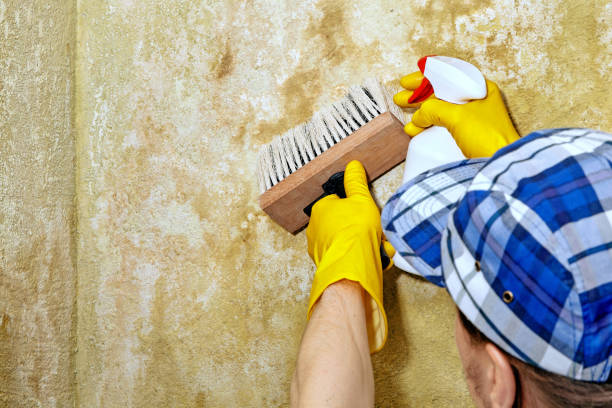 Best HVAC Mold Inspection and Cleaning  in Santa Clara, UT