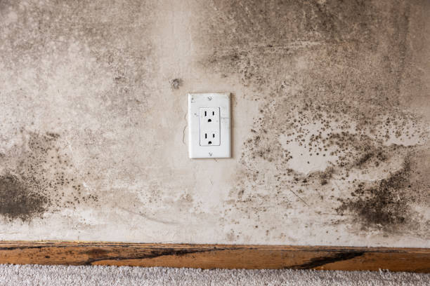 Best Water Damage & Mold Remediation  in Santa Clara, UT