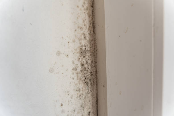  Santa Clara, UT Mold Removal Pros